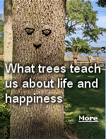 Trees can save your life, and make you happy and mentally strong, according to a new wave of writers.